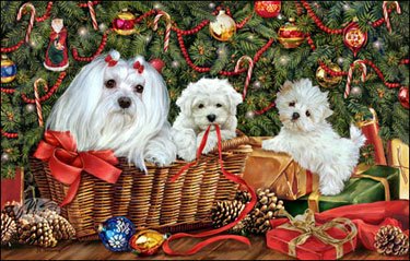 かわいいマルチーズ　Malteseのクリスマスカード ！　ツリーの下で！☆プレゼントにも！