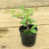 苗：コトネアスター*