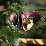 【山野草】ハンショウヅル