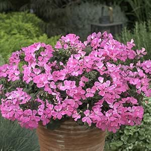 Amazon 宿根草 シンジェンタの栄養系 ゼラニウム ゼラニューム カリエンテ ピンク １株 花