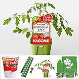 トマトのかんたん栽培セット：GABAリッチトマト[カゴメKAGOME] ノーブランド品