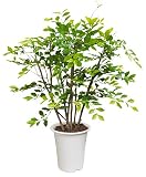 LION 人工植物　AS-SGR08 品番57624