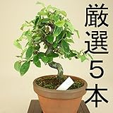 いよじ園 【小品盆栽 ミニ盆栽】 カリン/花梨