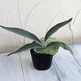 コウモリラン：ベイチー3号ポット 2株セット ノーブランド品