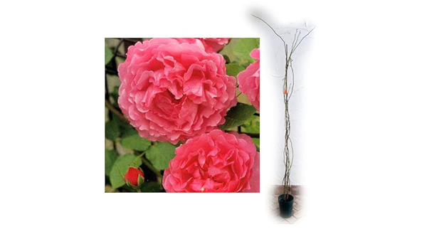 Amazon つるバラ イブピアッチェ 大苗長尺6号鉢植え 樹高約1m 一季咲き Diy 工具 ガーデン