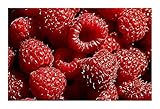 Raspberry Red - raspberry - 20 seeds
