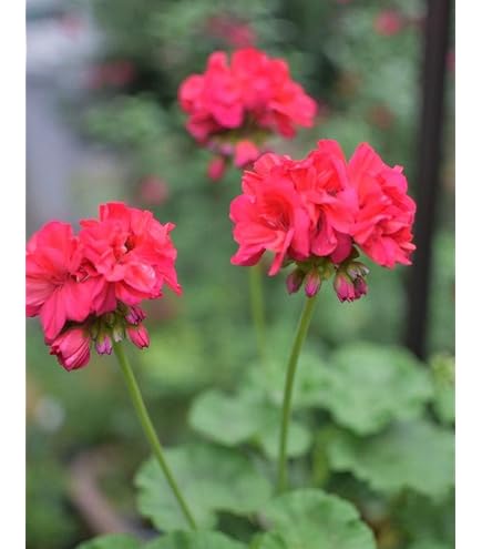 Amazon.co.jp: 八重咲きゼラニウムの苗（カット苗3本） : DIY・工具