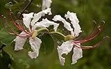 Bauhinia petersiana - Large White Bauhinia - wild coffee bean - 10 seeds