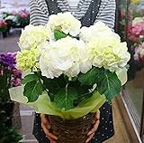 花ギフトにあじさい鉢植え 5号かご付鉢植え 白系てまり型