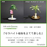 土なし、清潔、水やり簡単　セラハイト　パキラ、ドラセナ・サンデリアーナ　陶房「うさぎ庵」特製皿と植物スタンド　2個セット　折り紙ブタさん付き