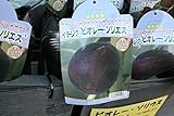 【果樹苗】 イチジク ビオレ―・ソリエス 一年生 【送料込価格】