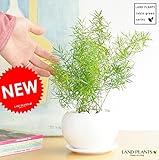 LAND PLANTS 【観葉植物】 アスパラガス・スプレンゲリー 白色丸型陶器
