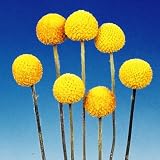 Amazon タキイ種苗 クラスペディア グロボーサ 花 Amazon タキイ種苗 クラスペディア グロボーサ 花