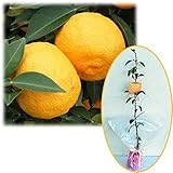 苗木ギフト：ユズ（柚子）：本柚子[ホンユズ・大実ユズ]「特別なあなたへ」カード付[記念樹]