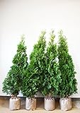 自信の自家生産 コニファー グリーンコーン 120-150cm 4本セット 生垣 目隠し にオススメ！ 植木 苗木