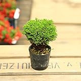 山野草・苗：ツクモヒバ*