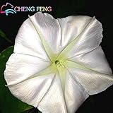 20個Jardenデコレーションシードポットプランテでレアムーンフラワーシーズガーデンナイトブルーミング美しい花盆栽*