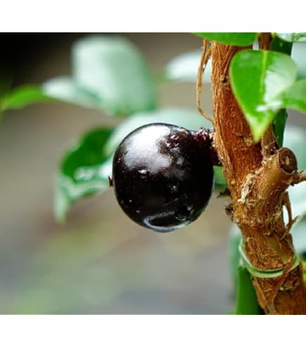 Amazon.co.jp: 果樹苗 ジャボチカバ 四季成り大玉 1株 / 国華園 25年春