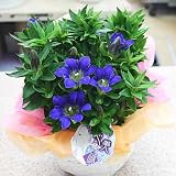 敬老の日 ギフト 季節の鉢植え リンドウ ：「誠：まこと」 籐かご付き 秋の花ギフトはブルーの大きな花が咲くりんどう