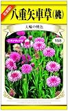 八重矢車草(桃)