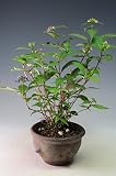【バーゲン・セール】山アジサイ（黒姫）の鉢植え　今年の開花は終わっております。