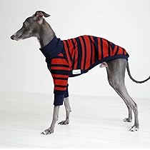 イタグレ服　受付ページ☆マントコート Amazon | [FRENCH FRENCH] イタリアングレーハウンド ミニピン