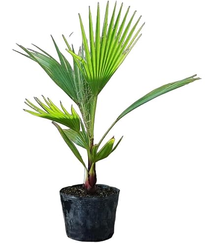 Amazon｜ワシントニア ワシントンヤシ ヤシの木 パームツリー 観葉植物