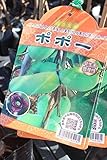 果樹苗　ポポー　1年生　【送料込価格】