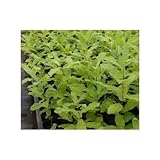 クヌギ苗 3.5号ポット 10本セット