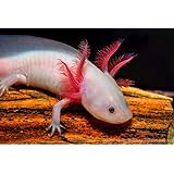Amazon ウーパールーパー リューシー 固形餌 ブリーダー倶楽部 観賞魚 水中生物 通販