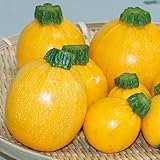 【メール便配送】　国華園　野菜たね　ズッキーニ　F1ゴールディー　1袋(10粒)【※発送が国華園からの場合のみ正規品です】