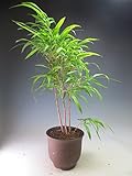 朱竹（大）の鉢植え（信楽製　陶器鉢）