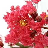 サルスベリ[百日紅]：ディアルージュ[濃赤]6号ポット ノーブランド品