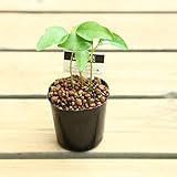 苔玉などに最適！ミニ苗：ユズリハ