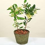 小品盆栽・鉢植え：姫いちごの木（ひめいちごのき）*ストロベリーツリー　ウッドチップ付き！