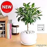 LAND PLANTS 【観葉植物】 フィカス・ナナ （白色丸型陶器）