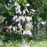 (山野草)ツリガネニンジン(釣鐘人参)3号(1ポット) 本州・四国限定[生体]