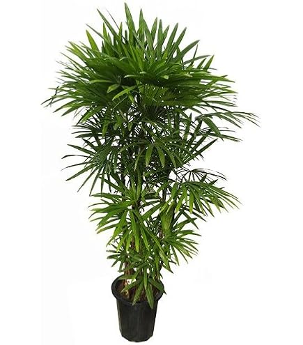 Amazon｜観葉植物 棕櫚竹（シュロチク） 8号 【ブラウン鉢カバー付