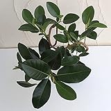 フランスゴムの木曲がり3.5号ポット ノーブランド品