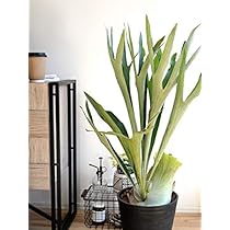 b特大　観葉植物　ビカクシダ　コウモリラン Amazon｜LAND PLANTS 観葉植物 コウモリラン（ビカクシダ） 8号