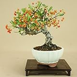 いよじ園 ピラカンサ / 根上り （小品盆栽） 【雑木盆栽】いよじ園