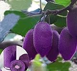 free ship 40 seeds New varieties Purple Heart Kiwi Seeds Kiwi Fruit Tree Bonsai Seeds for Home & Gar