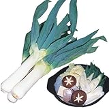 【メール便配送】　国華園　野菜たね　ネギ　下仁田ねぎ　1袋(10ml)【※発送が国華園からの場合のみ正規品です】