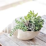 多肉植物 寄せ植え taniku シェル ポット Bタイプ Lサイズ