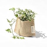 プチプラお値打ち♪ スタンダード麻シリーズ【選べるミニグリーン】 (ヘデラ（アイビー）)