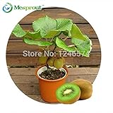100pcs Kiwi fruit seeds, Thailand Mini Kiwi Fruit Seeds flower,Bonsai plants,delicious mini kiwi Veg