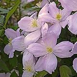 【2018年夏～　開花見込み株】【クレマチス】【5号大株】クレマチス「エリザベス」