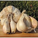 国華園　ニンニク種球 ヨーロピアンガーリック サバゴールド 250g【※発送が国華園からの場合のみ正規品です】