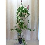 【ノーブランド品】カリステモン樹高1.0m前後15cmポット/