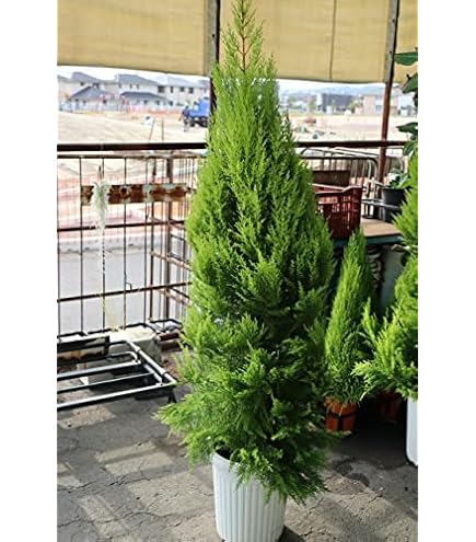 Amazon.co.jp: プンゲンストウヒ ホプシー コロラドトウヒ 樹形良